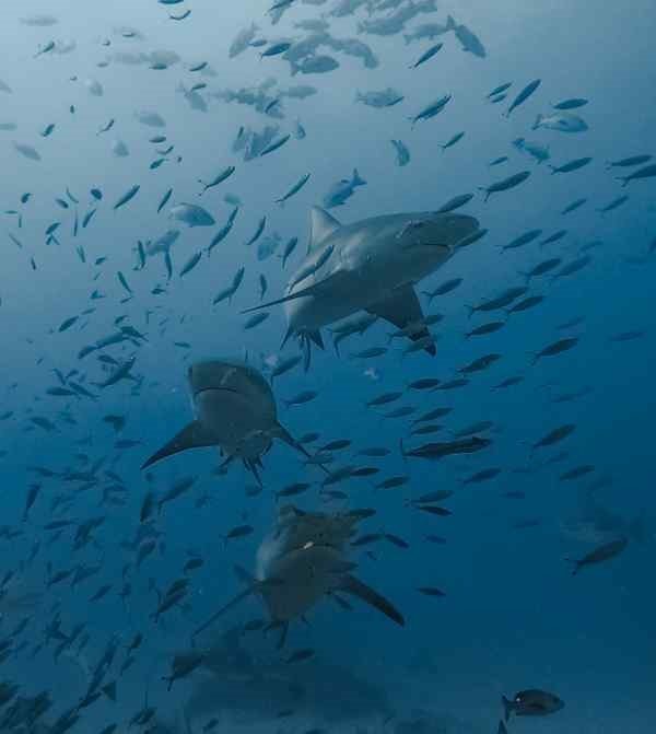 Swimming with Sharks in Fiji