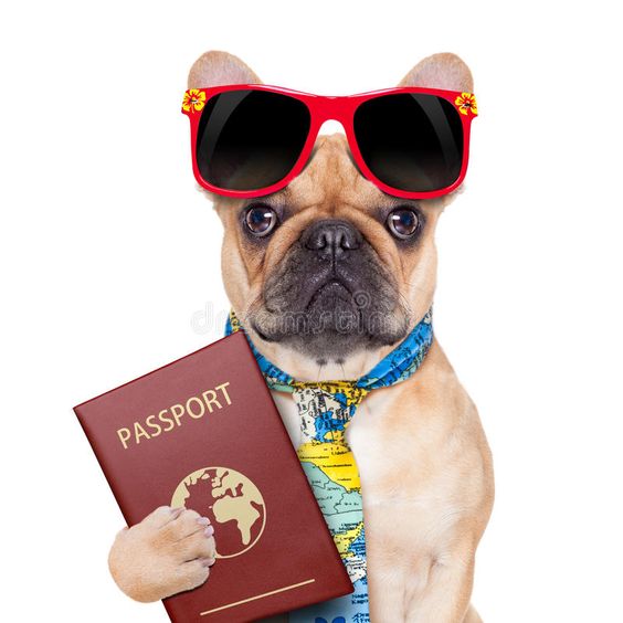 Prepare your dog passport when planning a vacation with your pet