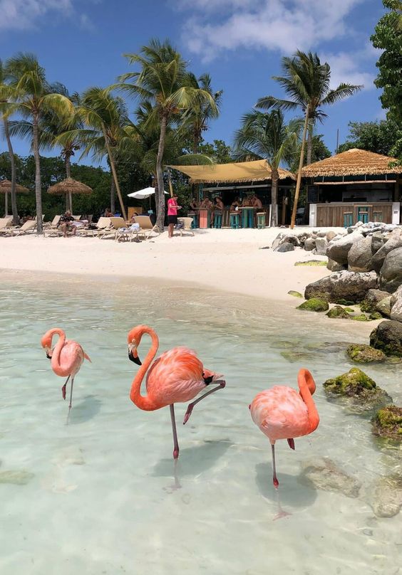 Visit Aruba for an unforgettable exotic vacation