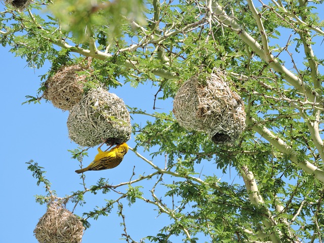 Lake Kariba - Bird Watching Paradise