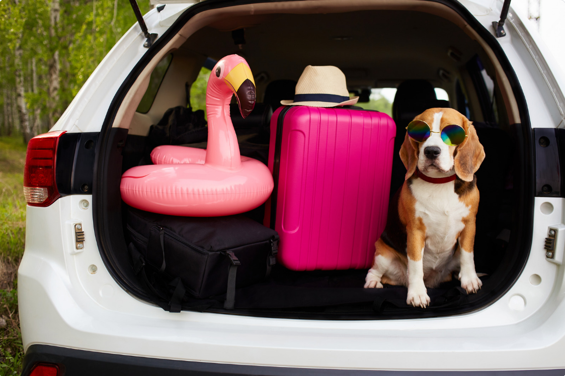 A Pawsome Getaway - Your Guide to an amazing Dog-Friendly vacation