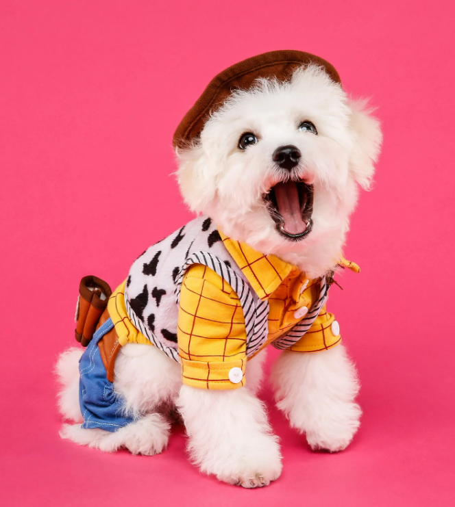 Top Dog-Friendly Destinations for a vacation