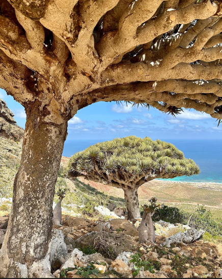 Socotra Island, Yemen Exotic Place in the world