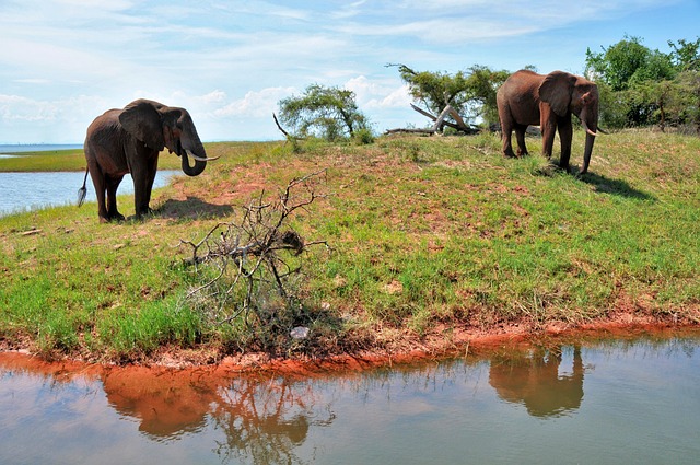 Visit Hwange National Park - Safari Adventure
