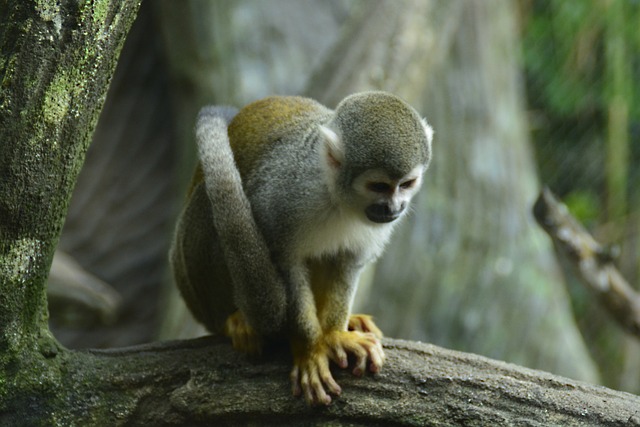 Visit the Cali Zoo A Great Thing to Do in Cali Colombia