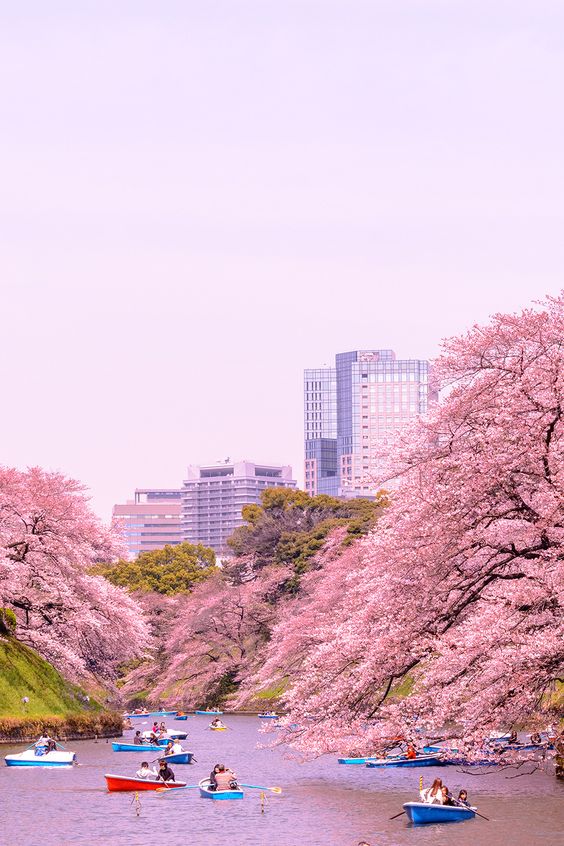 Things to do in Tokyo - visit Chidorigafuchi Park